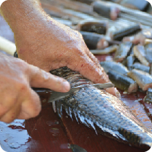 fish